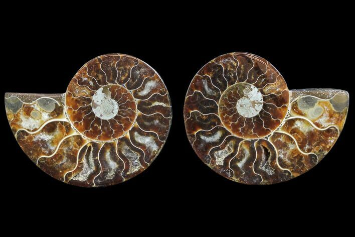 Cut & Polished Ammonite Fossil - Agatized #78395